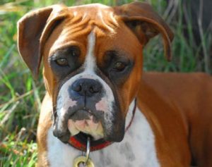 gps tracker for dogs