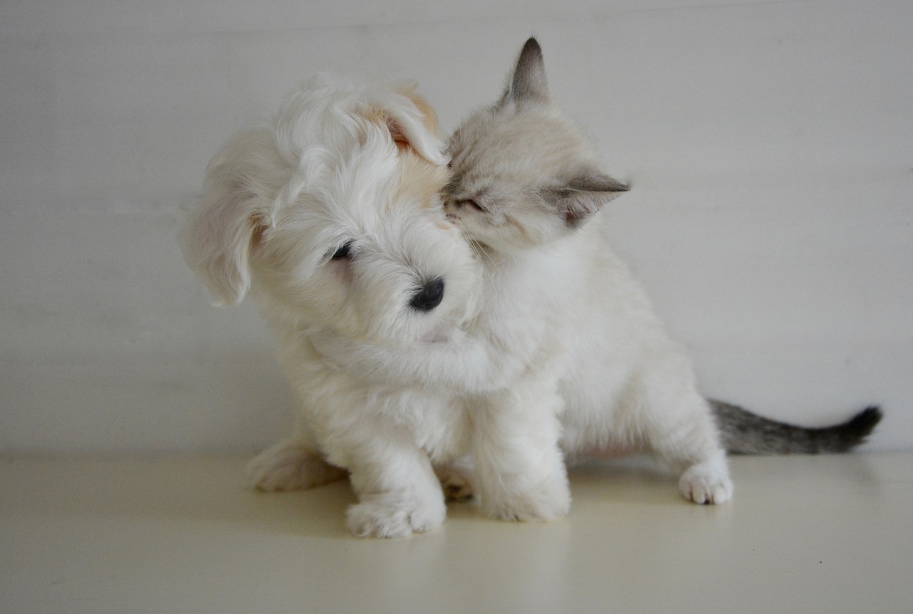 Importance of Owning Pets to Human Health