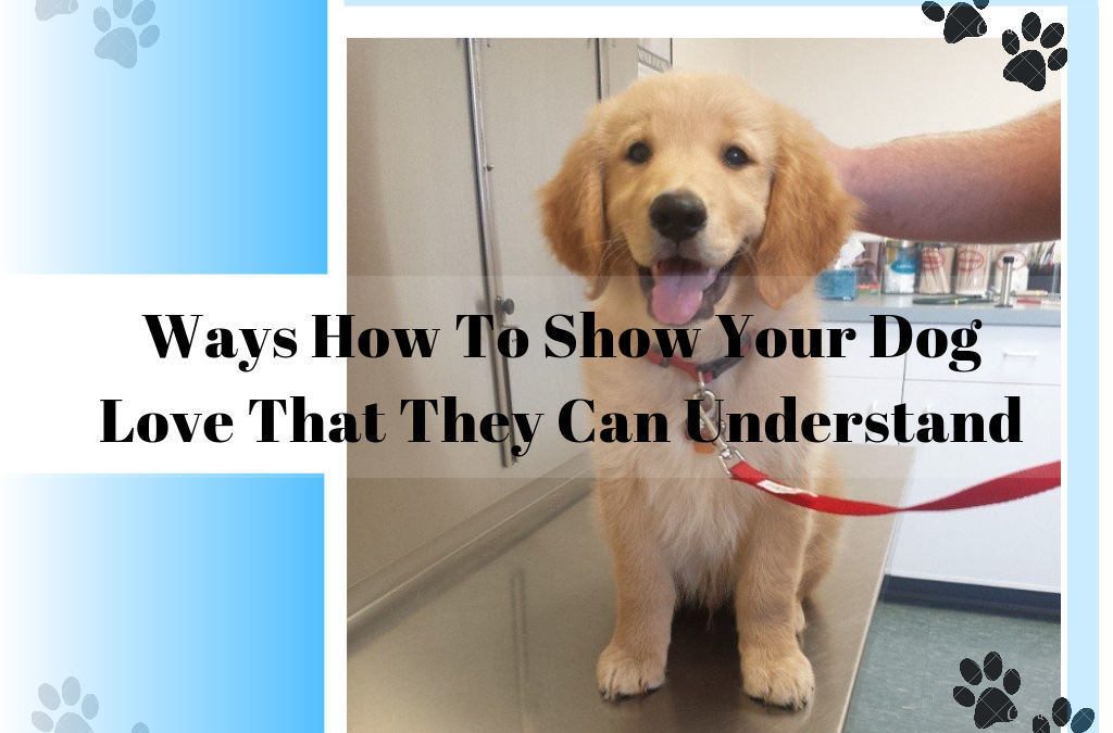 Ways How To Show Your Dog Love That They Can Understand