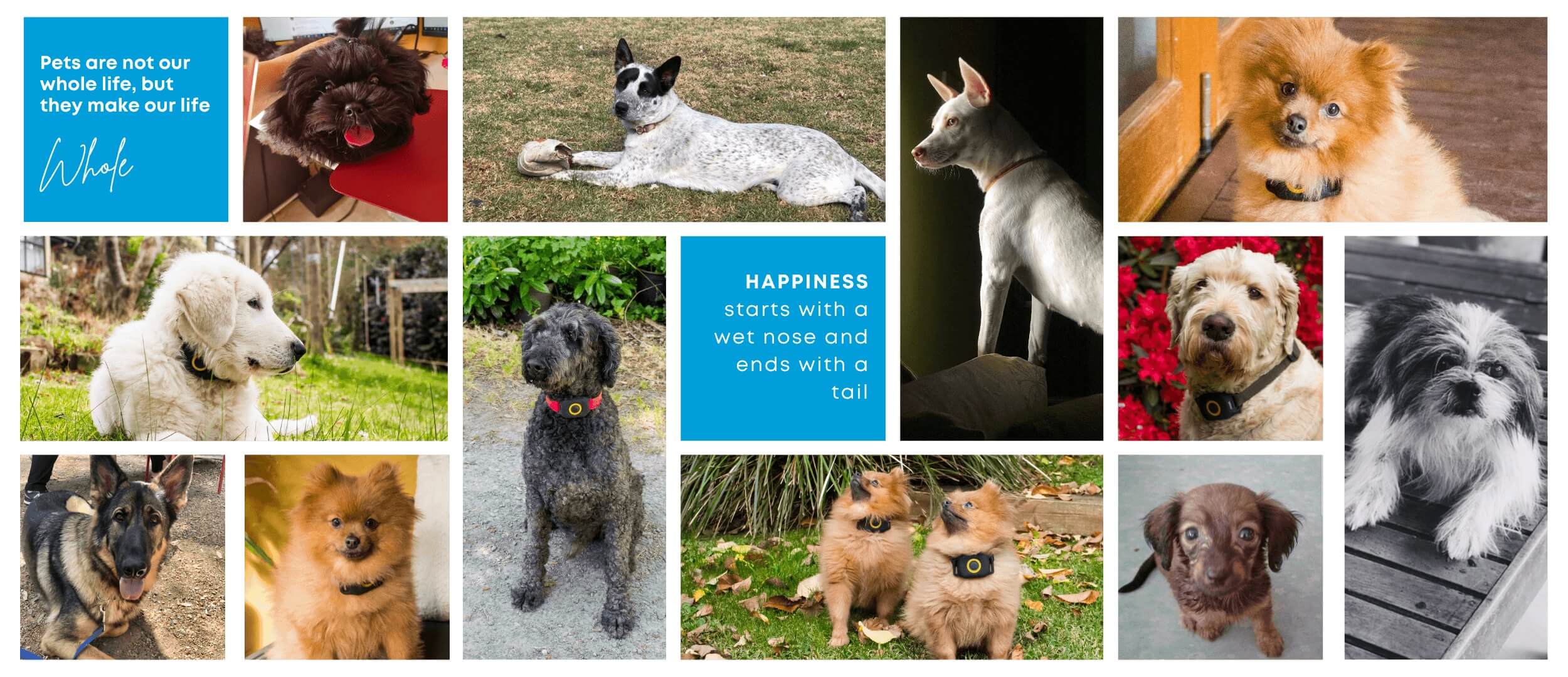 mbg-pets